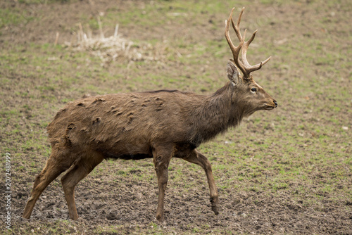 Side view of a Dybowski's sika deer (Cervus nippon hortulorum) walking in natural environment