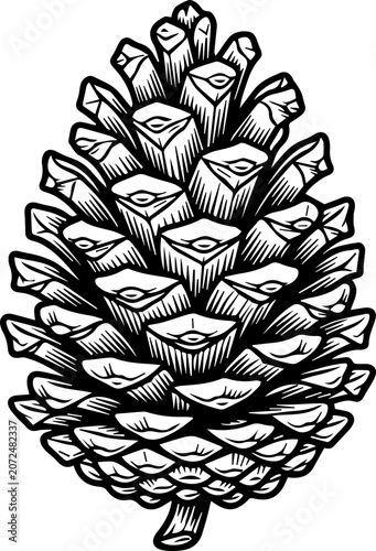 Pinecone illustration in black and white with detailed texture