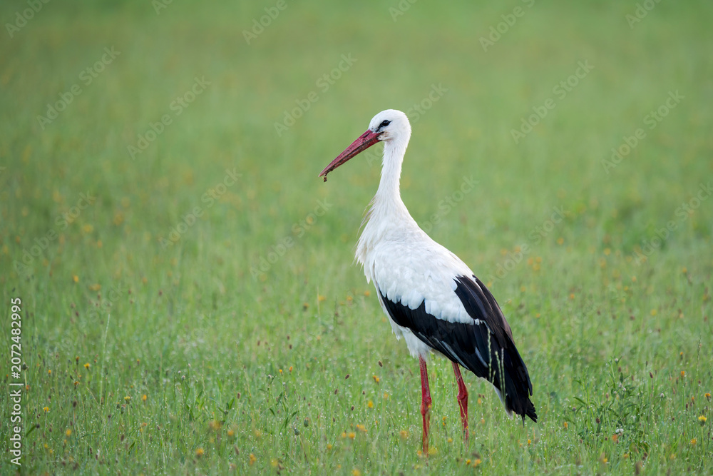 Fototapeta premium White stork (Ciconia ciconia) standing in a green meadow in wild nature