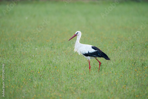 Obraz na płótnie White stork (Ciconia ciconia) standing in a green meadow in wild nature