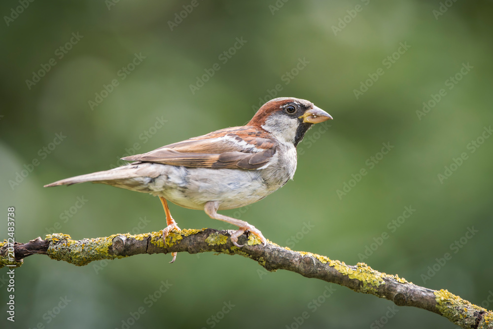 Fototapeta premium House sparrow (Passer domesticus) perched on a lichen-covered tree branch in wild nature