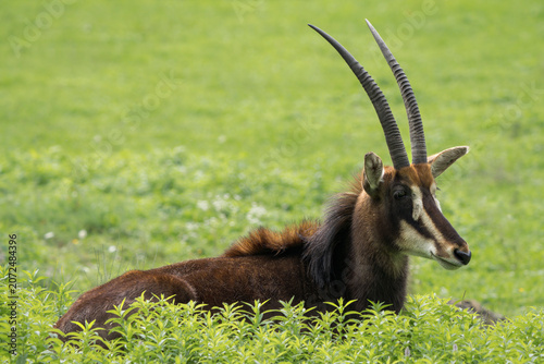 Sable antelope (Hippotragus niger) lying down on the ground hidden behind tall grass