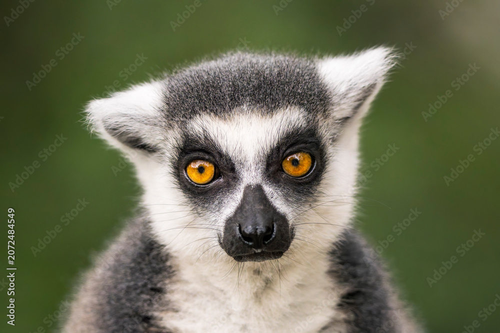 Fototapeta premium Ring-tailed lemur (Lemur catta) close up portrait looking at camera