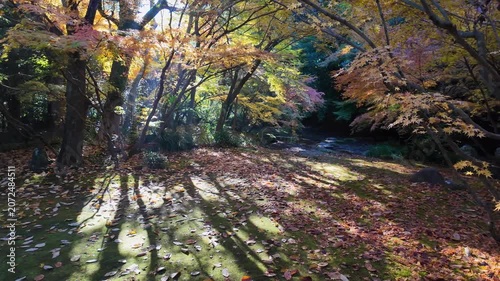 釣耕園の紅葉　熊本市