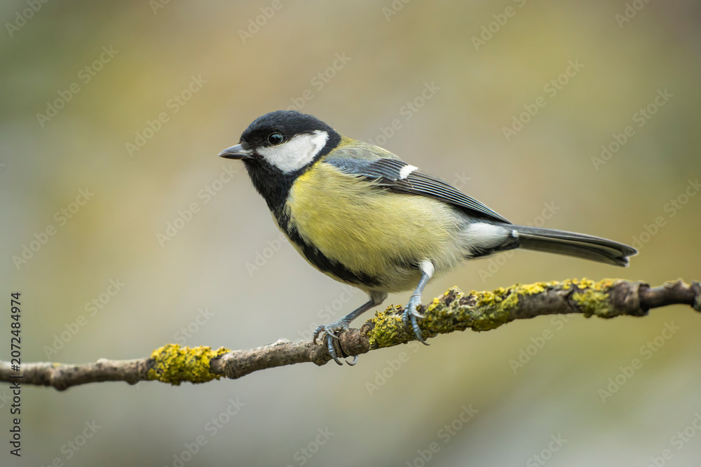 Obraz premium Great tit (Parus major) perched on a lichen-covered tree branch in wild nature