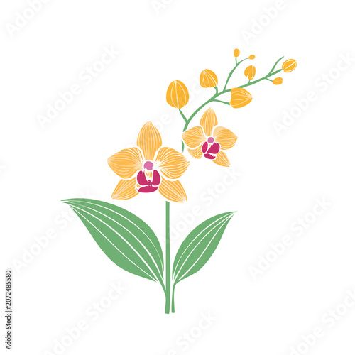 Yellow Orchid Flower Vector Illustration