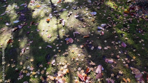 釣耕園の紅葉　熊本市