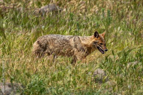 Canvas Print golden jackal.