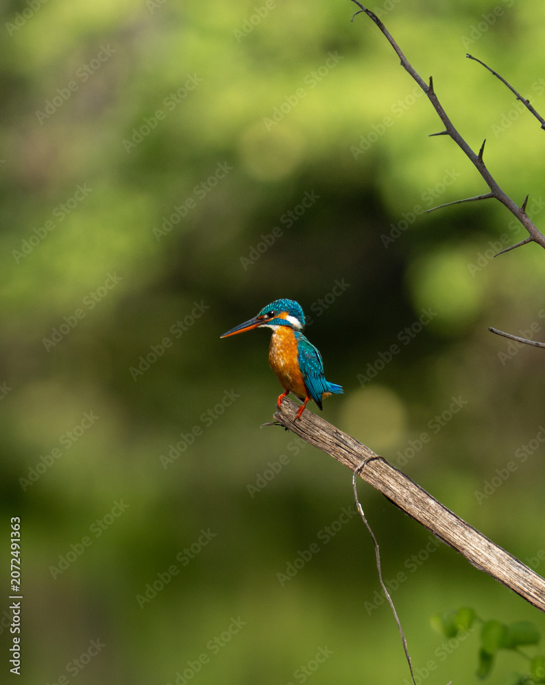 Obraz premium Common Kingfisher Perching on Branch with Fish Near Water Sri Lanka
