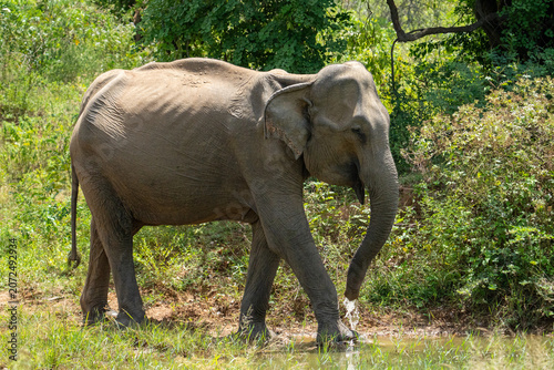 Фотография Sri Lankan Elephant (Elephas maximus maximus) grazing and walking through forest