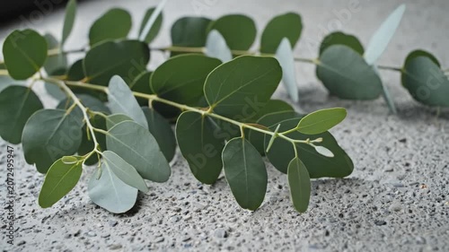 Fresh green eucalyptus branches lie on a grey stone surface