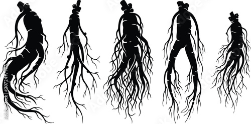 Konstfotografi Intricate wild forest ginseng root silhouettes vector illustration collection