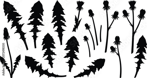 Fotografie Wild dandelion leaves and flower buds silhouette vector design elements