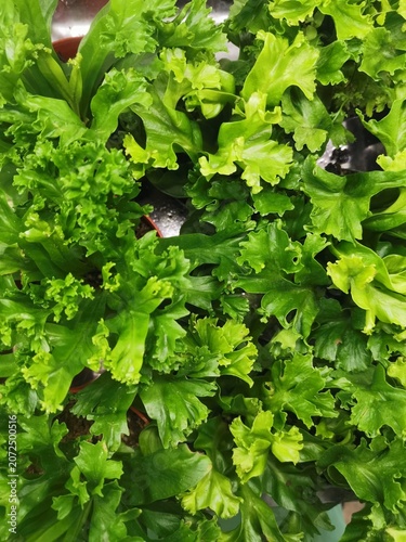 Curly Bird’s Nest Fern (Asplenium nidus 'Crispy Wave') in Nursery Pots – Tropical Green Foliage Close-Up