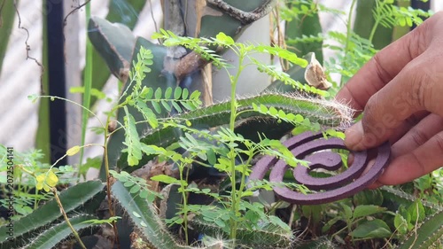Hand holding a burning mosquito coil in a home garden. Household mosquito control and family protection concept for preventing mosquito bites, dengue fever, and other mosquito borne diseases.