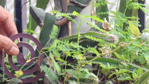 Hand holding a burning mosquito coil in a home garden. Household mosquito control and family protection concept for preventing mosquito bites, dengue fever, and other mosquito borne diseases.
