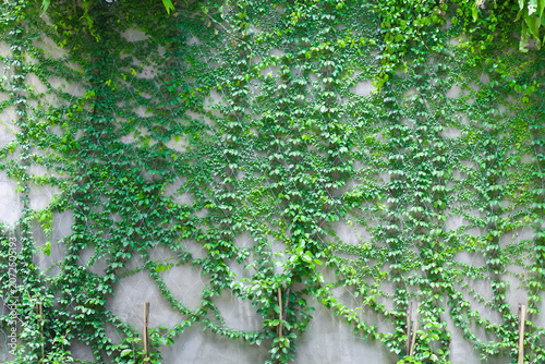 Green creeping fig plant growing decorative on grey concrete fence wall