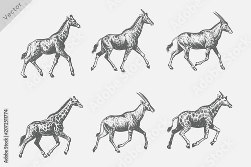 Zebra Animals engraving style ink illustrations set. Zebra Isolated grunge Retro style vector on white background vector illustration.