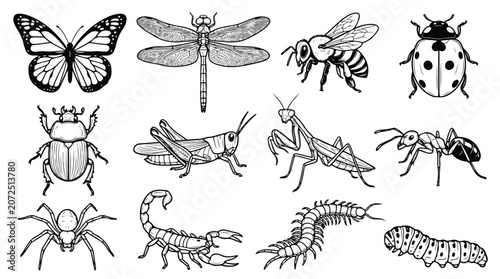 Vintage insect engraving collection, 12 hand drawn bug vector illustrations, black and white biological sketches of butterfly, beetle and dragonfly