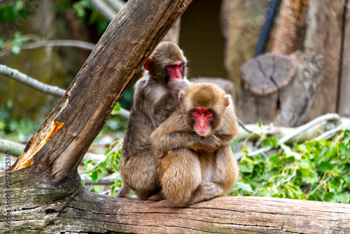 Canvastavla Japanese Macaque in City Park - Launceston - Tasmania