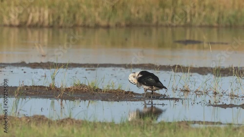 Knob-billed duck or Comb duck occurs throughout much of Africa, India, and Southeast Asia. Found in freshwater rivers