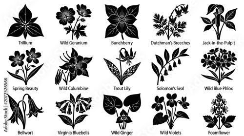 Set of Black and White Silhouettes of Wild Flowers with Names, Nature Vector Art