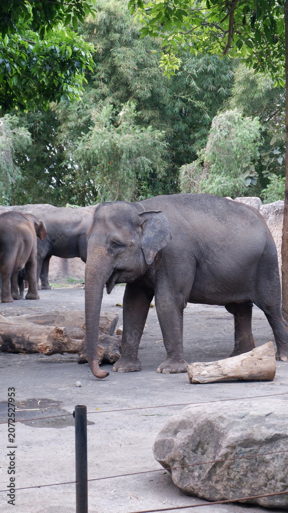 Fototapeta premium Adult Asian elephant standing in a spacious outdoor enclosure surrounded by green trees and natural rock elements