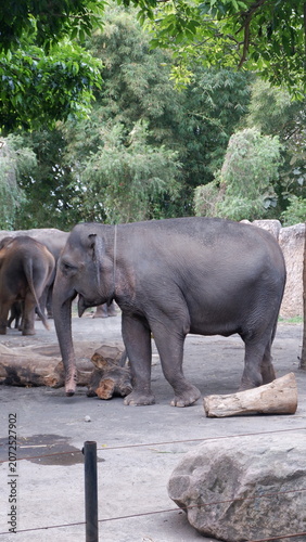 Majestic Asian Elephant Standing Outdoors in a Naturalistic Zoo Exhibit Environment with Lush Greenery Background