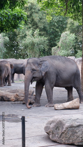 Adult Asian elephant standing in a spacious outdoor enclosure surrounded by green trees and natural rock elements