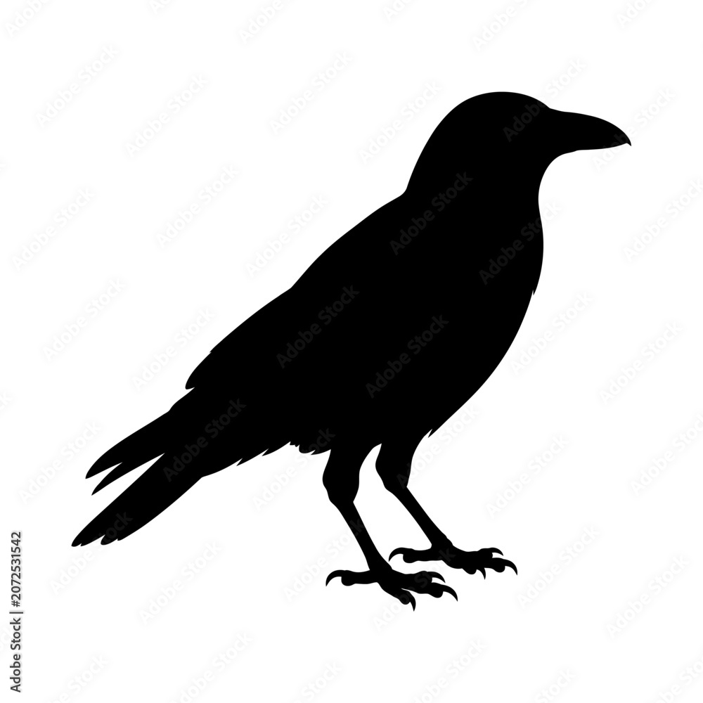 Fototapeta premium Black Crow Silhouette, Bird Icon, Dark Animal Vector, Wildlife Graphic isolated on White Background