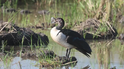 Knob-billed duck or Comb duck occurs throughout much of Africa, India, and Southeast Asia. Found in freshwater rivers