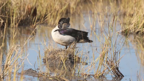 Knob-billed duck or Comb duck occurs throughout much of Africa, India, and Southeast Asia. Found in freshwater rivers