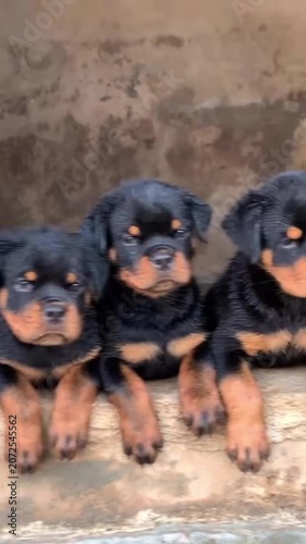 Rottweiler puppies sitting together in a row looking forward in this cute animal motion video clip