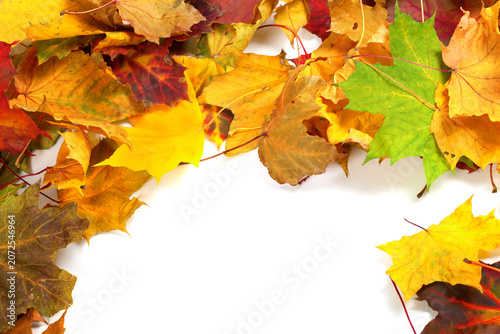 Autumn maple-leafs