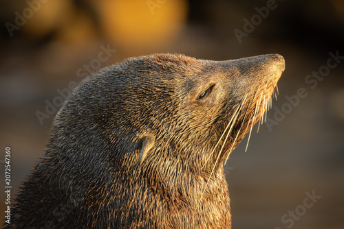 Принти на полотні An Australian fur seal with its eyes closed, enjoys the warmth of the morning sun in a close-up photo at its resting place on the breakwater at Narooma harbour entrance in New South Wales, Australia