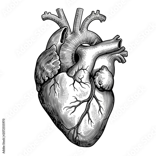 Detailed Illustration of a Human Heart Anatomy.
