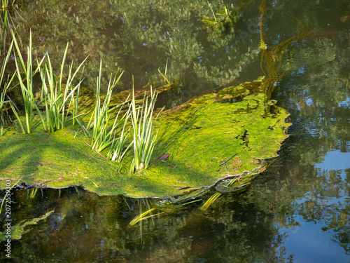 фотографія Floating mat of green algae with emergent aquatic plants on a calm pond surface