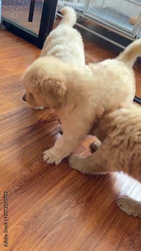 Golden retriever puppies playful toy indoor pet animal
