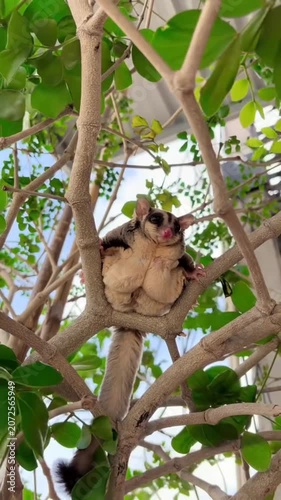 Sugar glider sitting tree branches green leaves wildlife