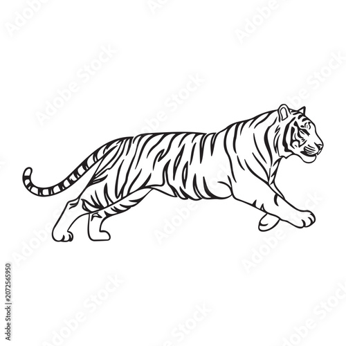 Vector illustration of a tiger walking, black and white outline drawing of a wild animal.