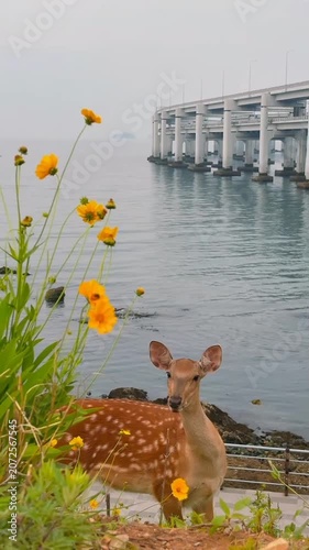 Cute spotted deer yellow flowers ocean bridge wildlife