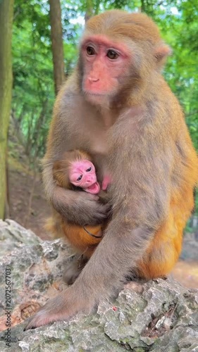 Mother monkey holding baby rhesus macaque forest wildlife