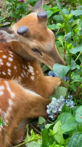 Young sika deer lying hydrangea garden wildlife nature