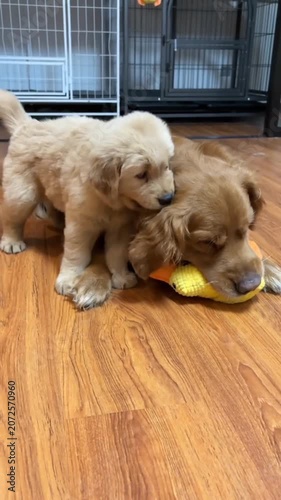 Golden retriever mother puppy playing with toy duck indoor 