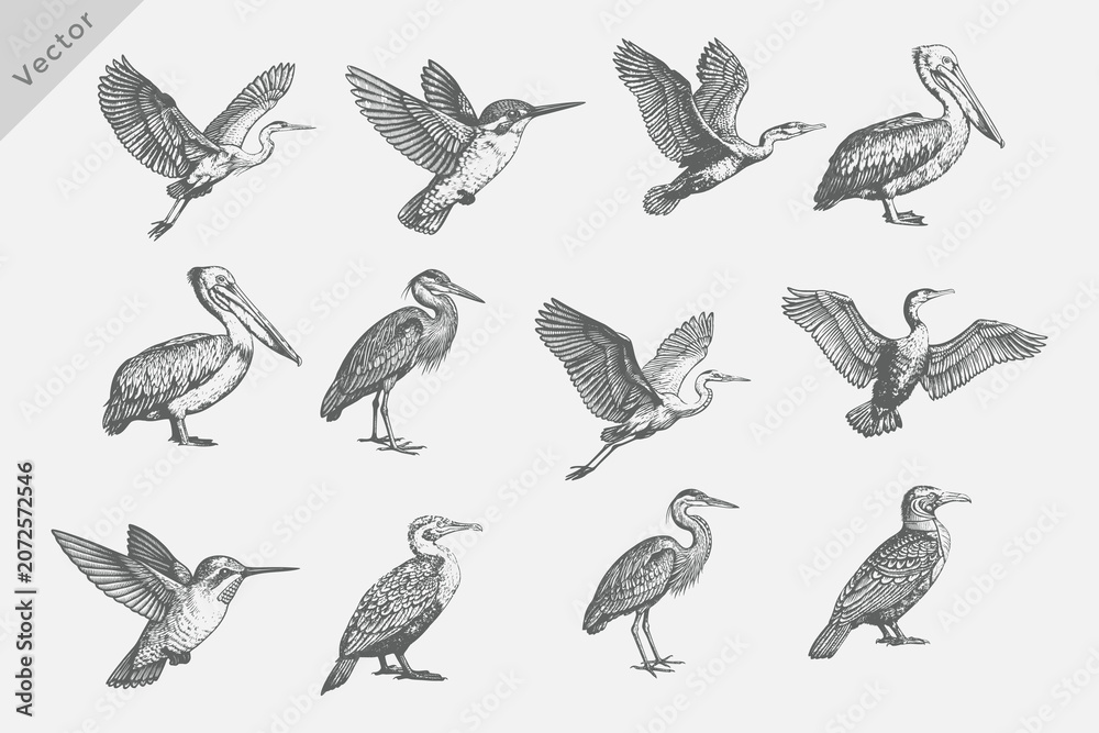 Fototapeta premium Heron, Cormorant, Pelican, Crane birds in Vintage retro style vector illustration. Vintage engraving style black, white birds drawing, engrave old school style. Eps 10