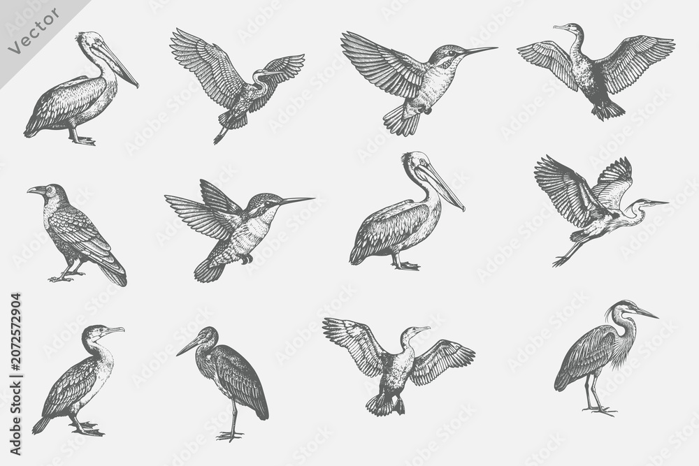 Fototapeta premium Detailed Birds Various set in Hand-drawn sketch vector illustration. including birds Heron, Cormorant, Pelican, Crane Isolated grunge Retro style vector on white background