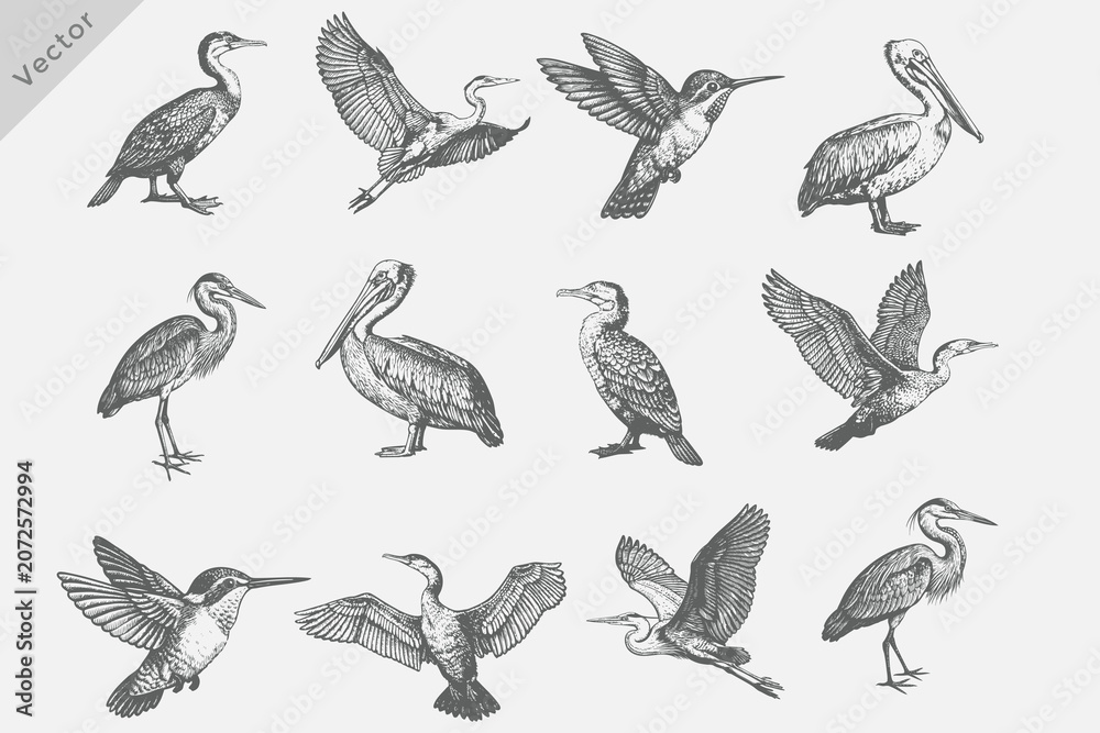 Fototapeta premium Detailed Birds Various set in Hand-drawn sketch vector illustration. including birds Heron, Cormorant, Pelican, Crane Isolated grunge Retro style vector on white background
