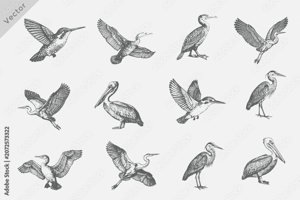 Obraz premium Set of birds set in Hand-drawn sketch vector illustration. Isolated grunge Retro style birds including Heron, Cormorant, Pelican, Crane on white background