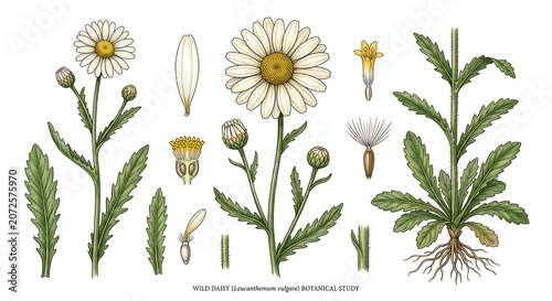 Wild daisy botanical study with roots and leaves