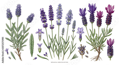 Lavender flowers and leaves isolated on white background